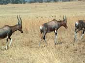 
  
	Gemsbok, (Similar to a Deer).
  