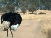 
  
	Ostrich.
  