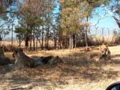
  
	Lions, relaxing...
  