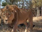 
  
	Lion, being disturbed
  