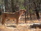 
  
	Lions, Yawning with empty stomach
  