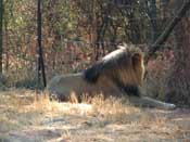 
  
	Stuborn Lion, don't wana give a pose
  