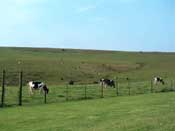 
  Cows Grazing in the Field by the farm House