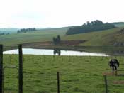 
  Lake in the field by the farm House