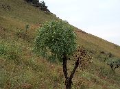 
  One of the species of Protea Plants