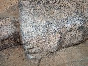 
  The star shapped objects are believe it or not, Fosils